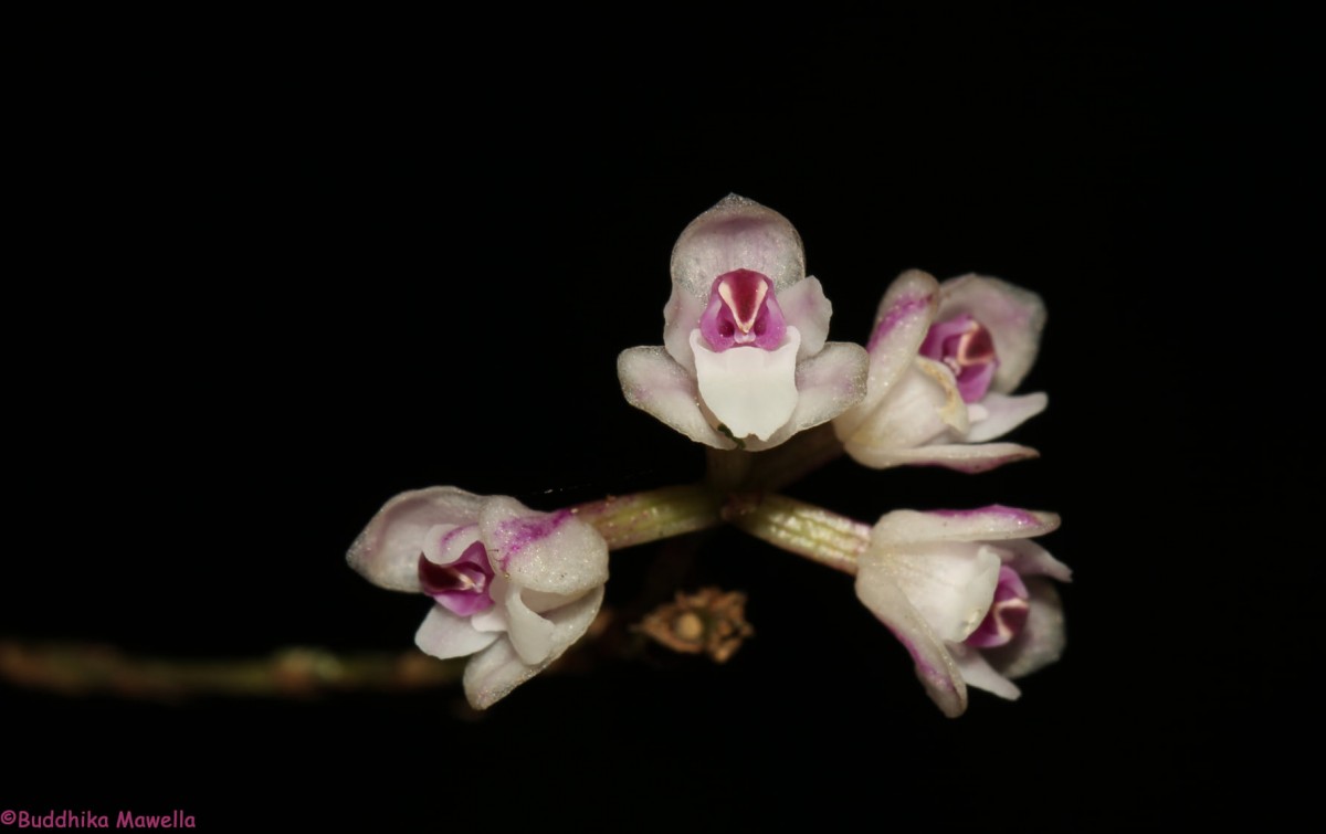 Sirhookera lanceolata (Wight) Kuntze